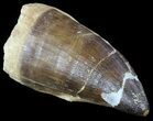 Large Mosasaur (Prognathodon) Tooth #61162-1